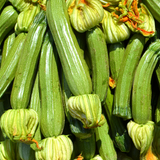 Courgette - Green Bush