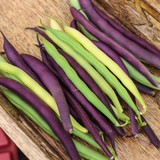 Dwarf French Bean Purple Queen