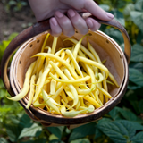 Dwarf Yellow French Bean Rocquencourt