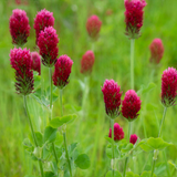 Green Manure Crimson Clover