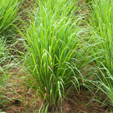 Herb Lemon Grass East Indian