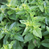 Herb Oregano Vulgare