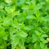 Herb Spearmint