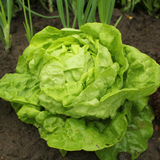 Lettuce All Year Round