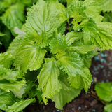 Perilla Shiso Green