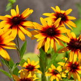 Rudbeckia Autumn Forest