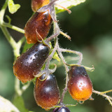 Tomato - Indigo Pear Drops