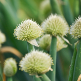 Welsh Onion