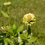 Zinnia Giant Envy