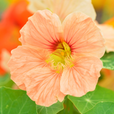 Nasturtium 'Salmon Baby'