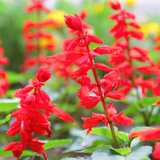 Salvia coccinea - 'Scarlet Sage'