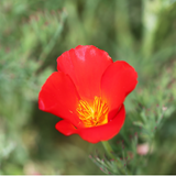 California Poppy 'Red Chief'