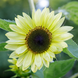 Sunflower 'Lemon Queen'