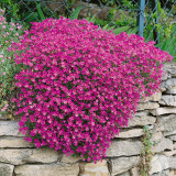 Aubrieta Cascade Red