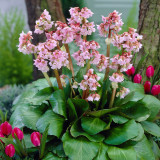 Bergenia Baby Doll