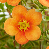 Potentilla fruticosa Hopleys Orange