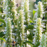 Agastache Alabaster