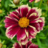 Coreopsis Solar Fancy