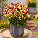 Coreopsis Solar Fancy