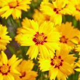 Coreopsis Solar Mellow