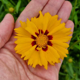 Coreopsis Solar Mellow