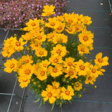 Coreopsis Solar Mellow