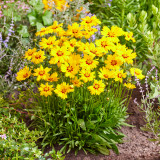 Coreopsis Solar Mellow