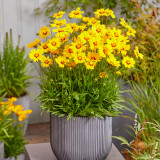 Coreopsis Solar Mellow