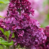 Syringa vulgaris Edith Braun