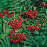 Sorbus aucuparia