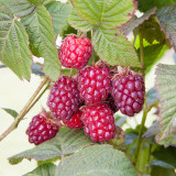 Rubus Veitchberry