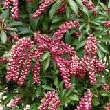 Pieris japonica Passion (9cm Pot)