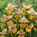 Iris sibirica Colonel Mustard