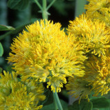 Thalictrum Flavum Glaucum (Yellow)