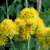 Thalictrum Flavum Glaucum (Yellow)