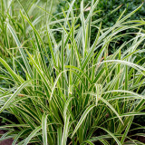 Carex morrowii Ice Dance
