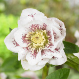 Helleborus Double White Spotted Helleborus Double White Spotted