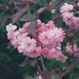 Prunus (Flowering) Royal Burgundy