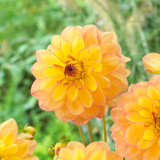 Dahlia Happy Go Lucky