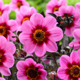 Dahlia Happy Single Wink