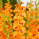 Gladiolus Alice