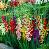 Gladioli Butterfly Mixed 10+