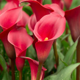 Zantedeschia Red Charm