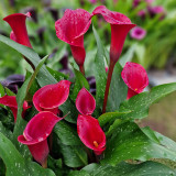 Zantedeschia Red Charm