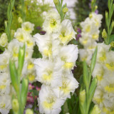 Gladioli Break O'Dawn
