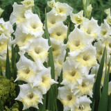 Gladioli Break O'Dawn