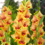 Gladioli Safari