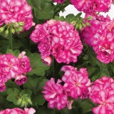 Geranium Double Ivy Leaf Mexica Nealit