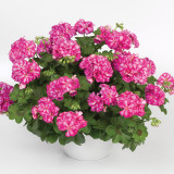 Geranium Double Ivy Leaf Mexica Nealit