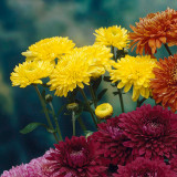 Spray Chrysanthemum Yellow
